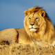 Illustration for article titled Lions To Be Released In Hamptons To Deal With Deer, Sort Of